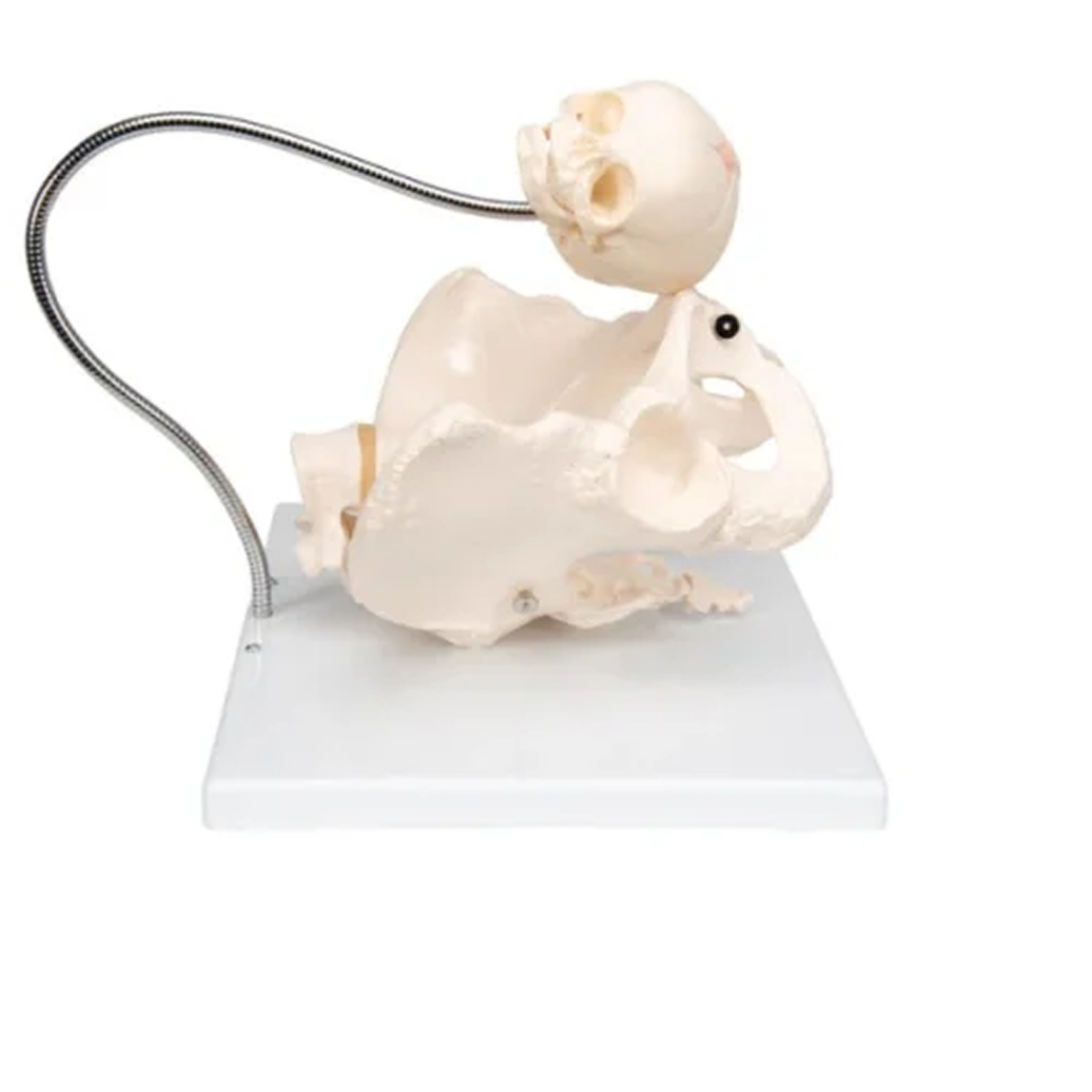 Clinical skill training models for lumbar puncture suturing IO infusion and procedures